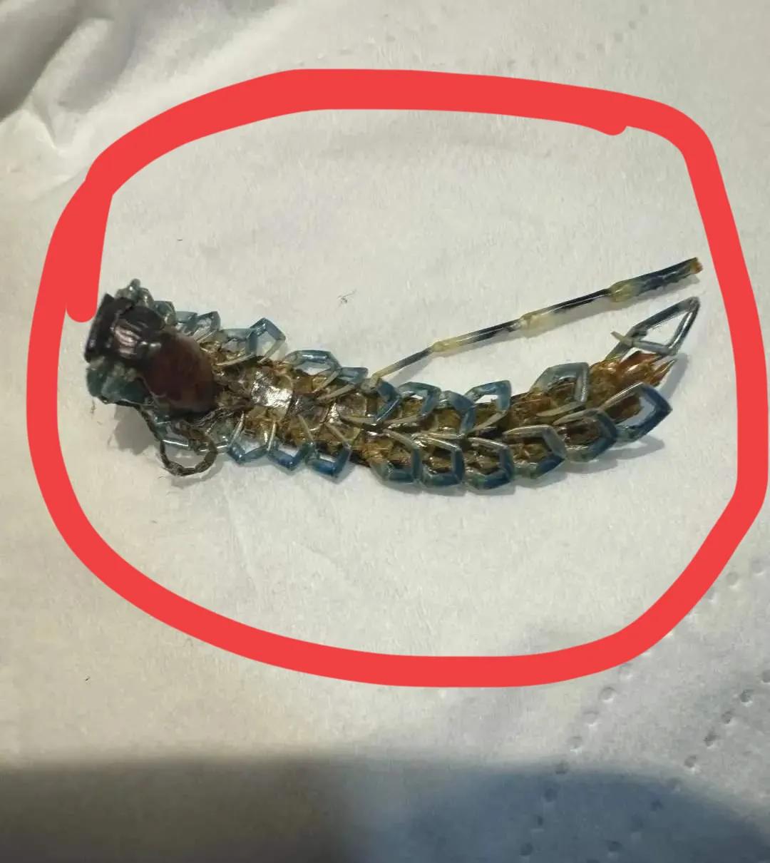 女网友急求灭虫绝妙法，网友集思广益齐献策！女士求助灭虫高招，网友热心支招！近日，