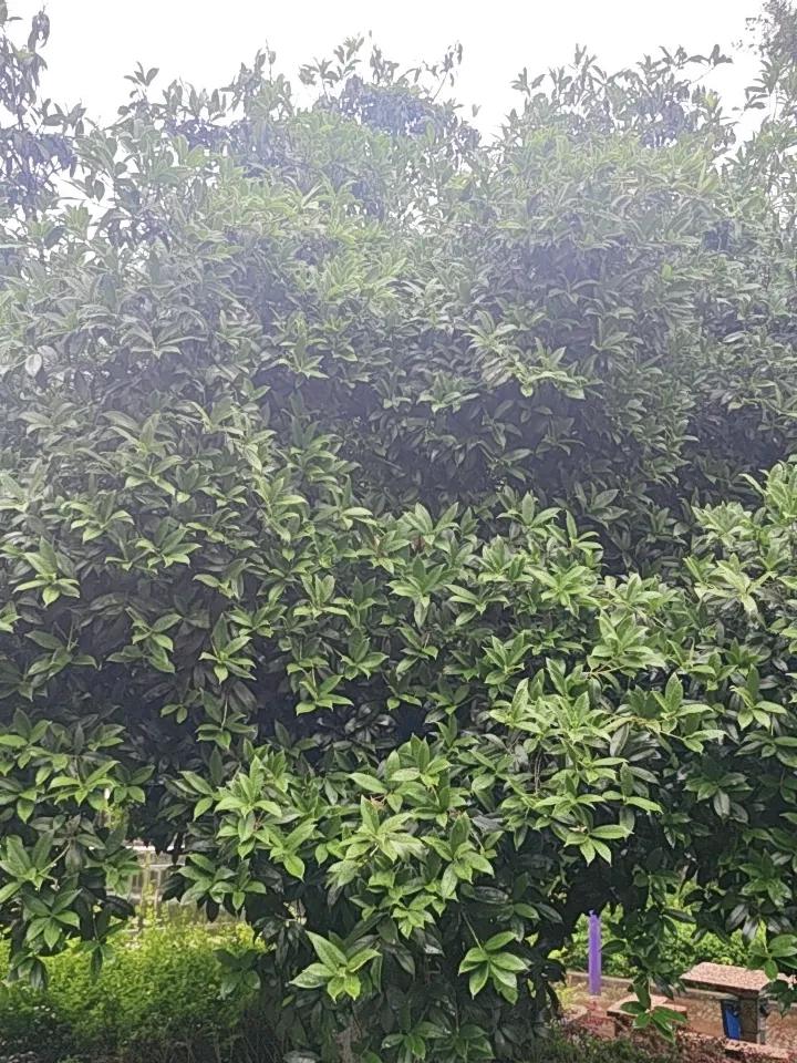 昆明雨后的桂花树确实更茂盛了。昆明独特的地理气候，让盘龙区的桂花早早开放。走在昆