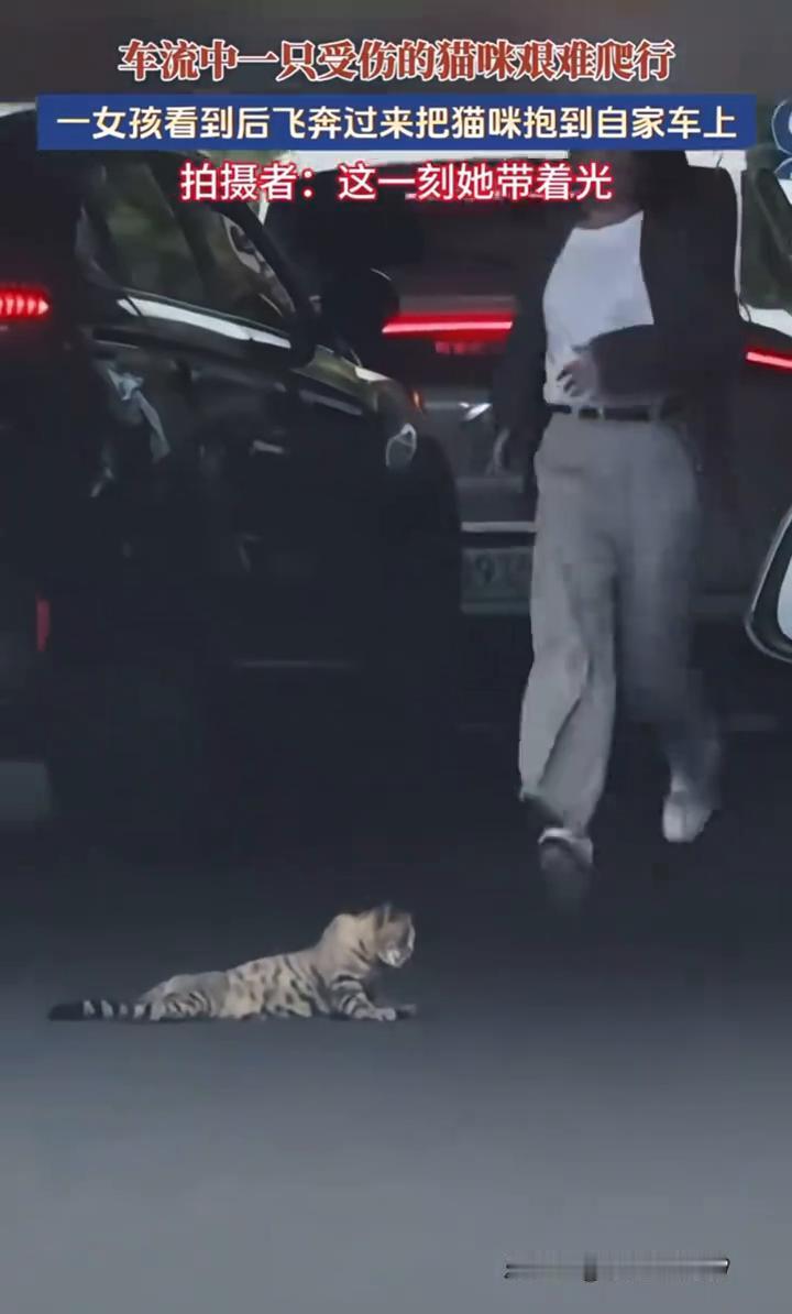 车流中一只受伤的猫味艰难爬行，一女孩看到后飞奔过来把猫咪抱到自家车上。拍摄者：这