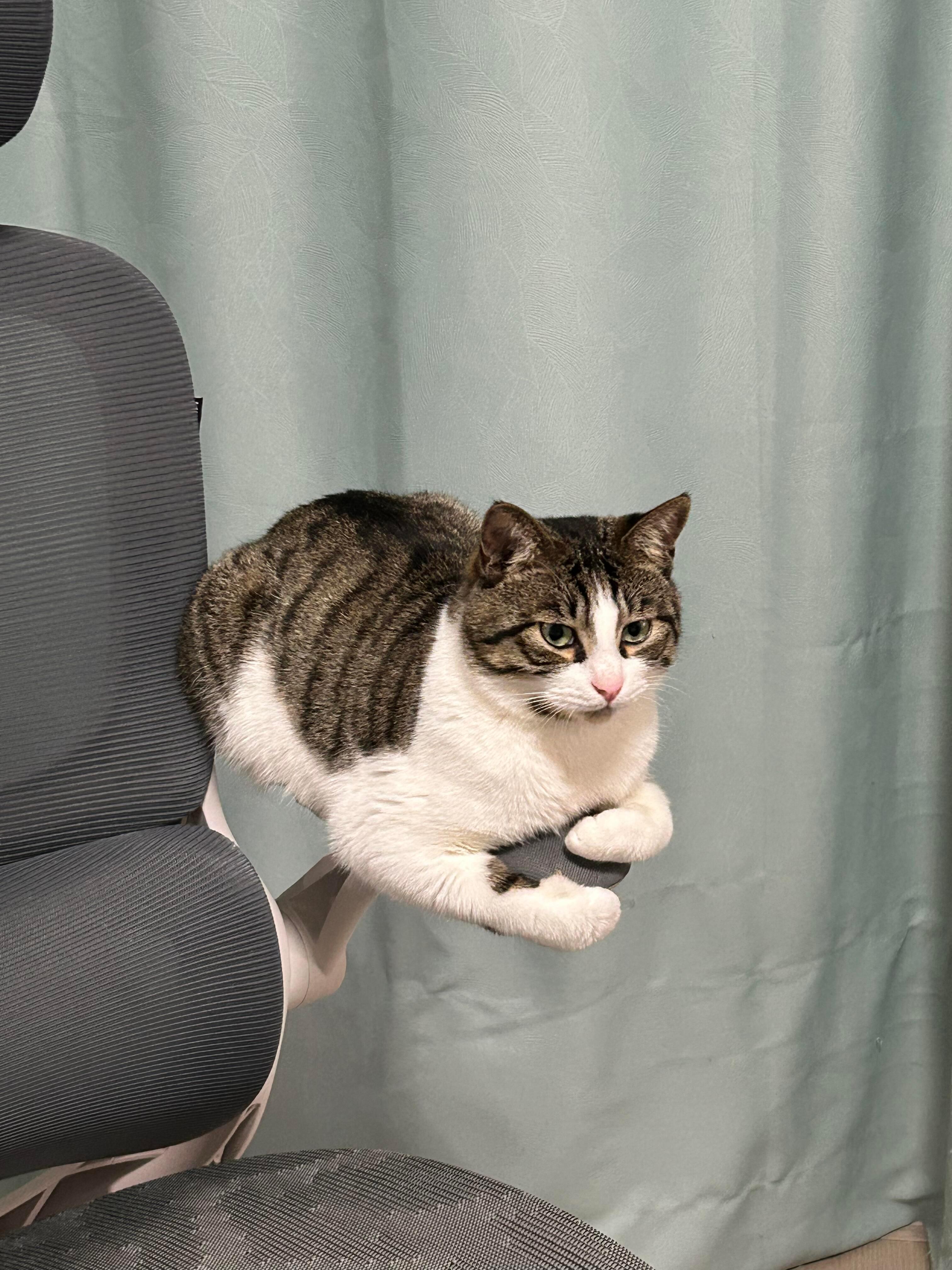 悬空小猫
