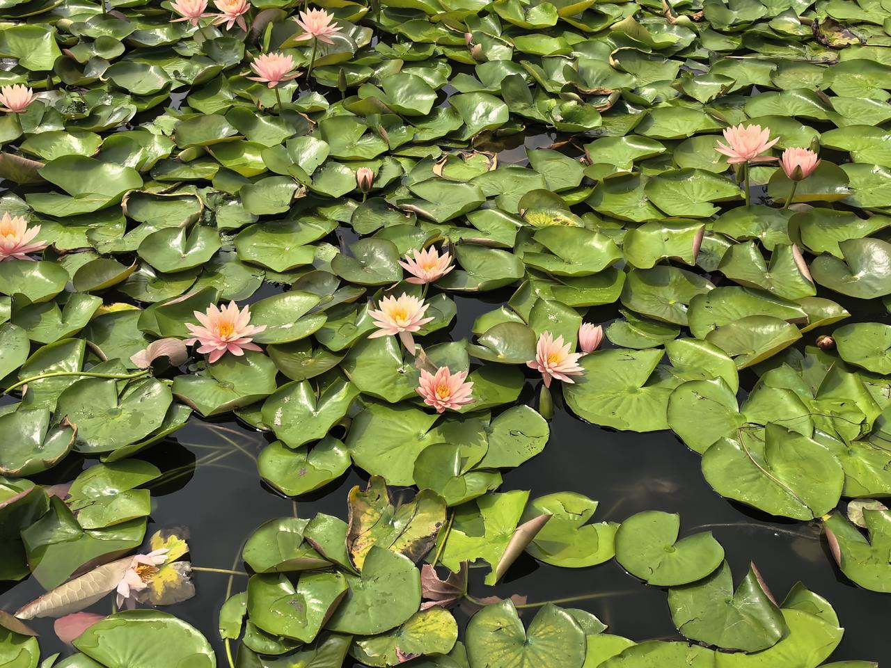 翠叶平铺水面，花儿静绽芬芳，
不与春樱争艳，兀自温柔时光。
随手一拍，皆是岁月静