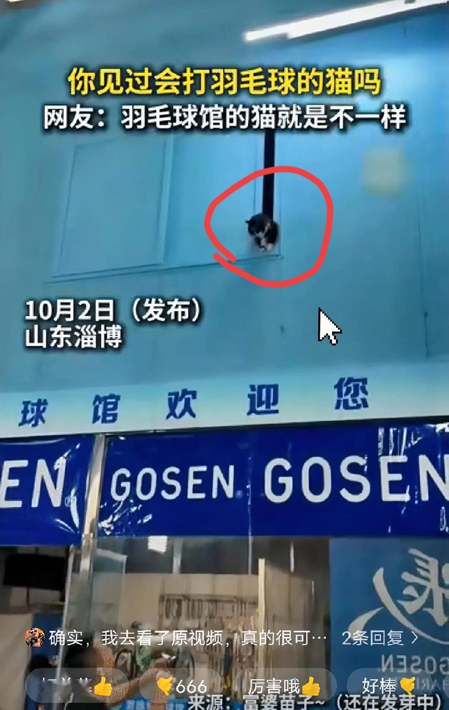 解释不清了”近日，山东淄博，一羽毛球馆收养了四五只流浪猫，

“  这猫怕不是偷