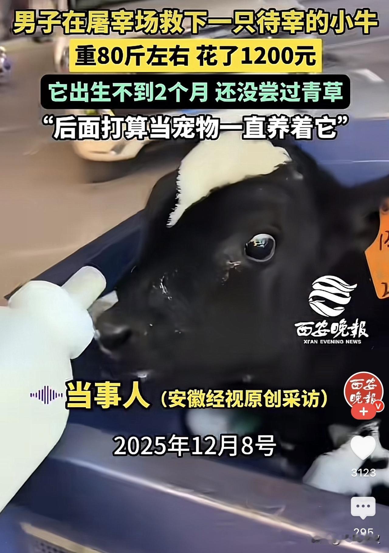 内蒙古赤峰，一男子到屠宰场买牛肉，结果看到角落里有一只小牛，起初男子并没太注意，