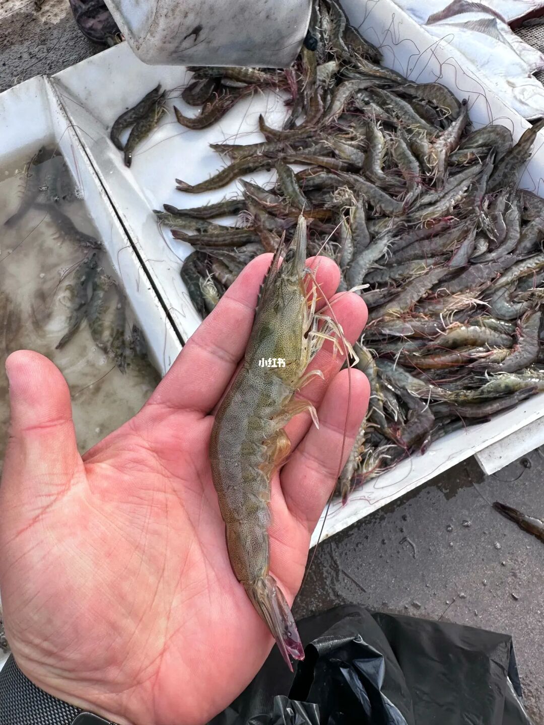 十·一 居然秦皇岛让我实现海鲜自由