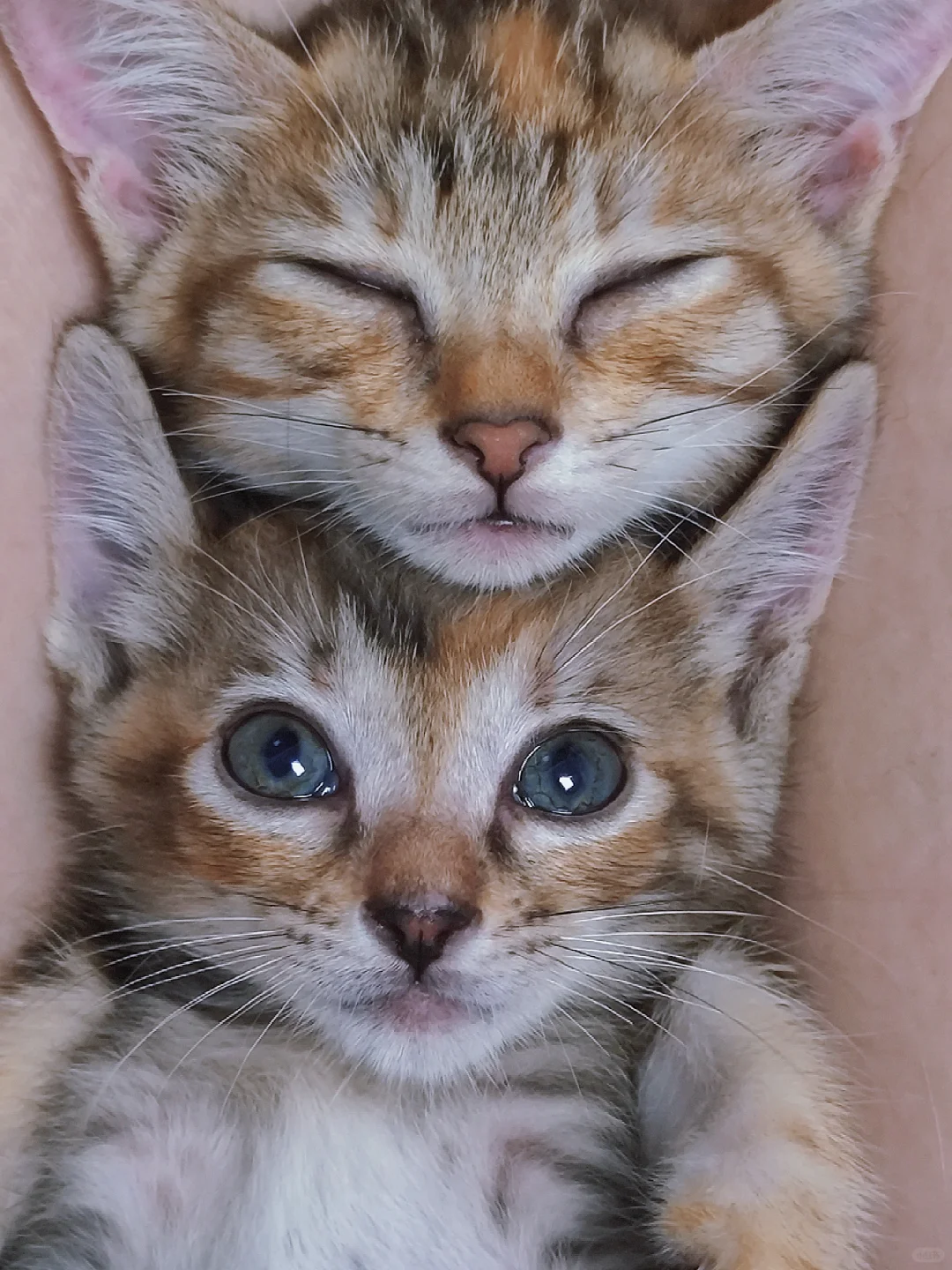 突击检查!猫瘾犯了，看看你们的狸花猫!