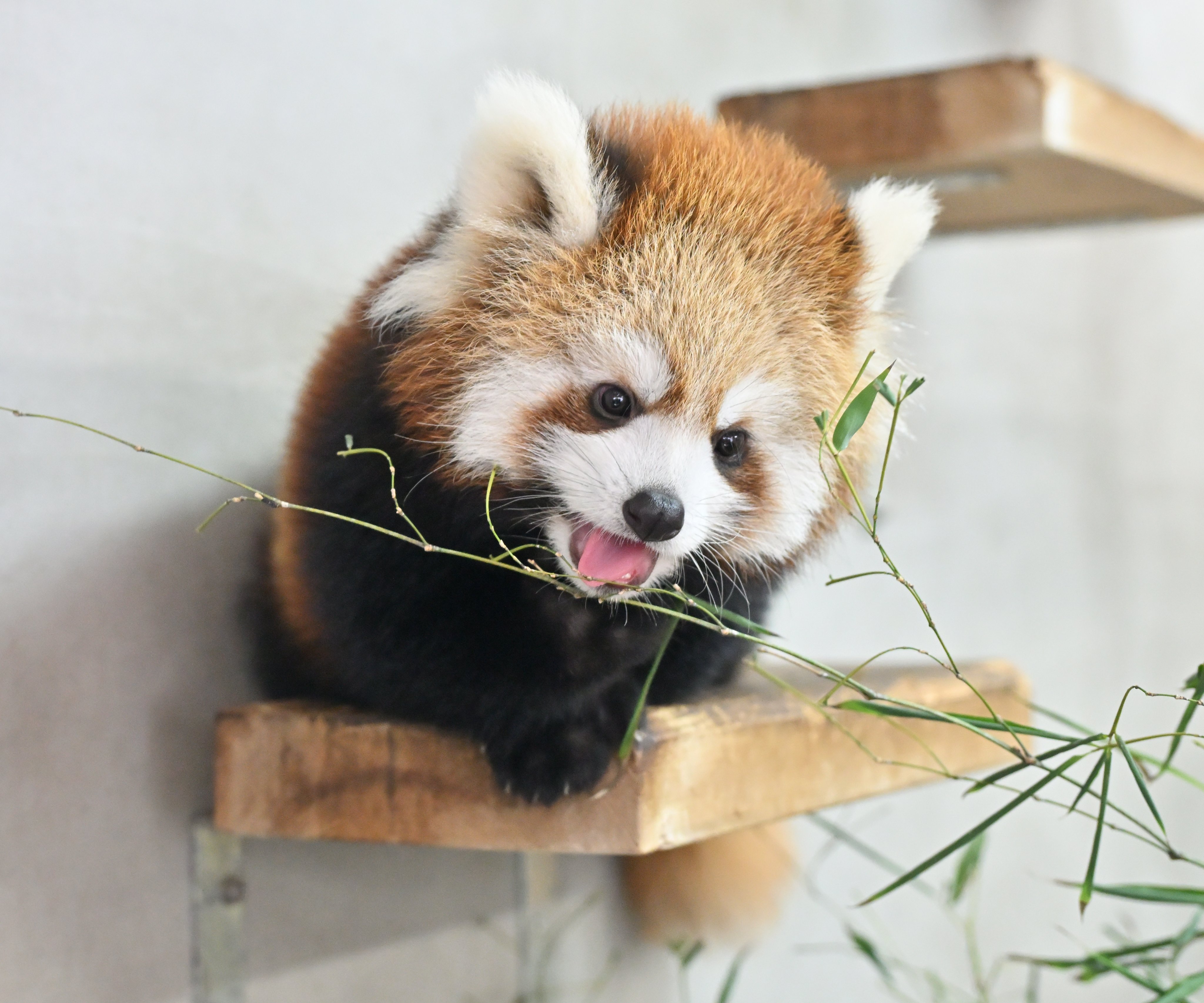 小熊猫 奶能的身子和尾巴一样长这一点真的很萌了~【推：mocos164】 