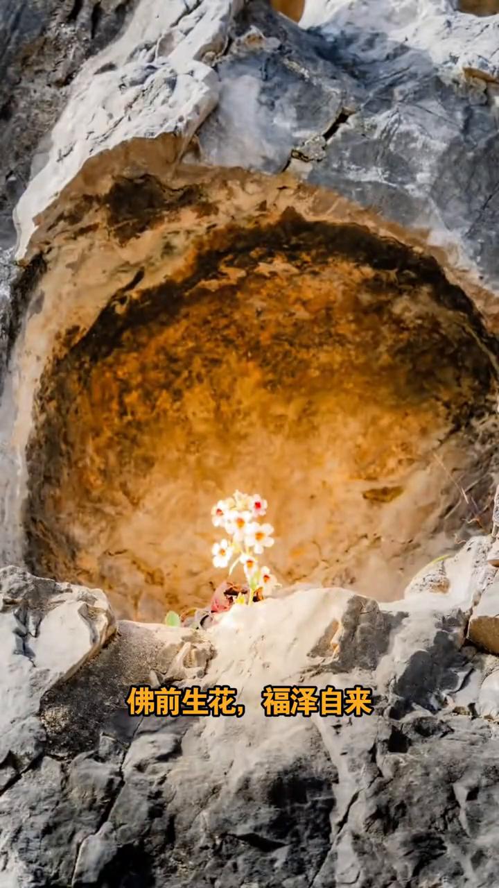 原来小说里写的佛前生花，福泽自来是真的！
谁能想到在洛阳龙门石窟的石缝里竟生出了
