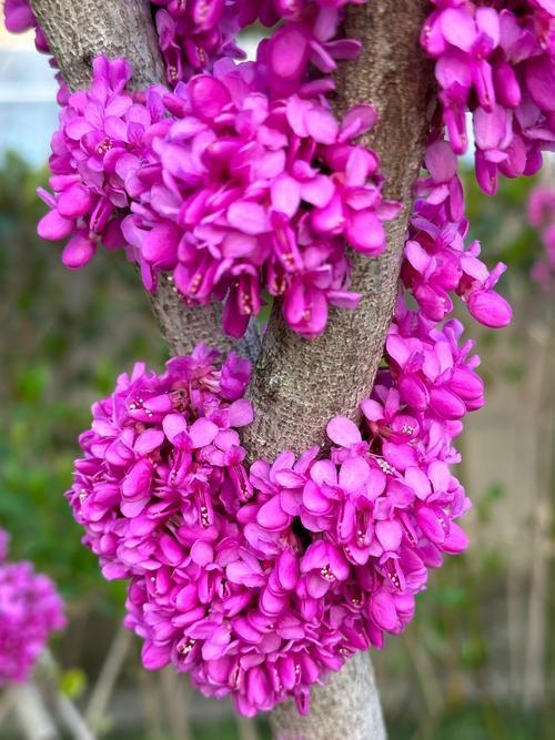 北海公园继续打卡，妖艳的紫荆花，从树身到树梢都开满了紫色的小花，别具一格，美醉了