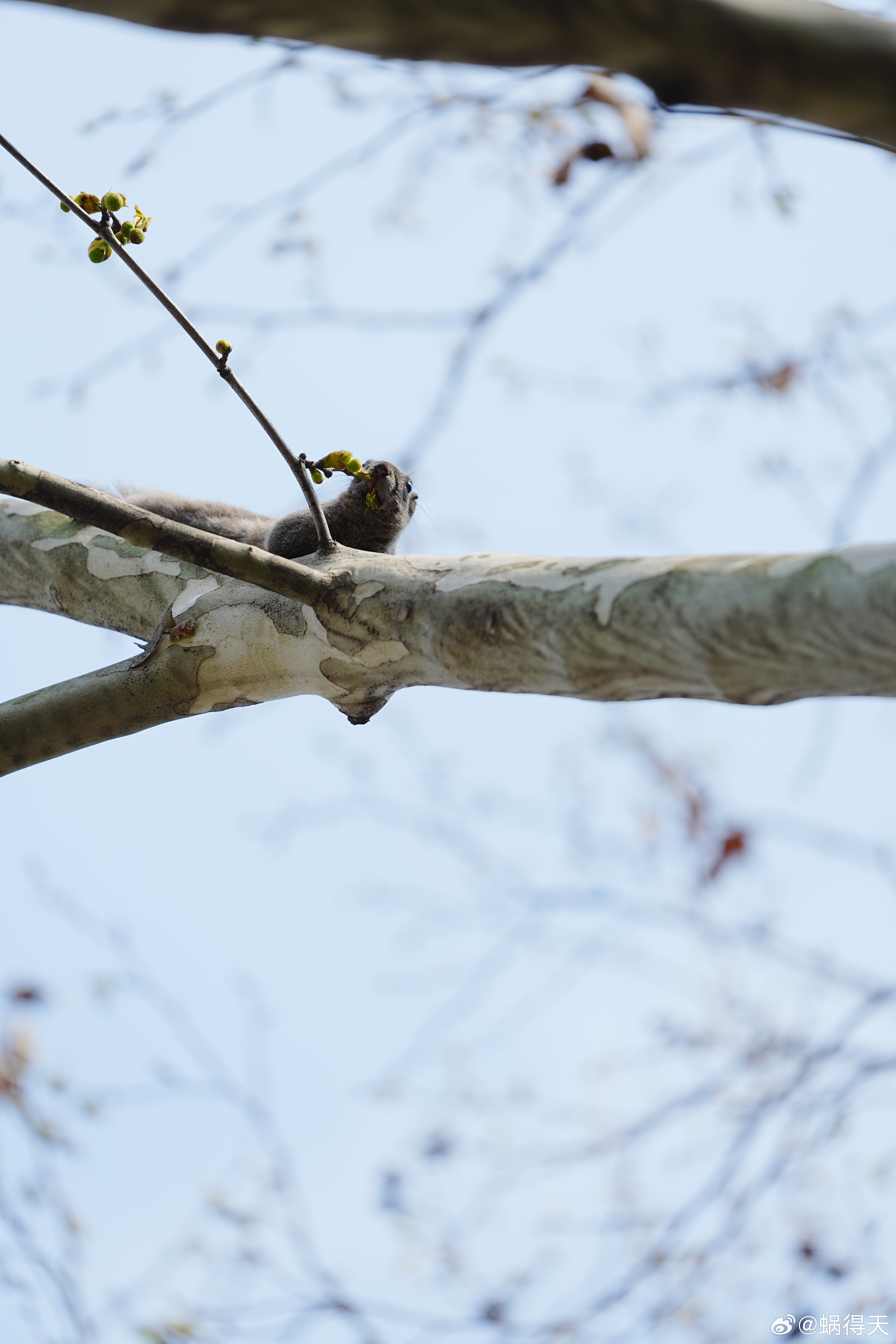 小可爱蜗的摄影日记 松鼠