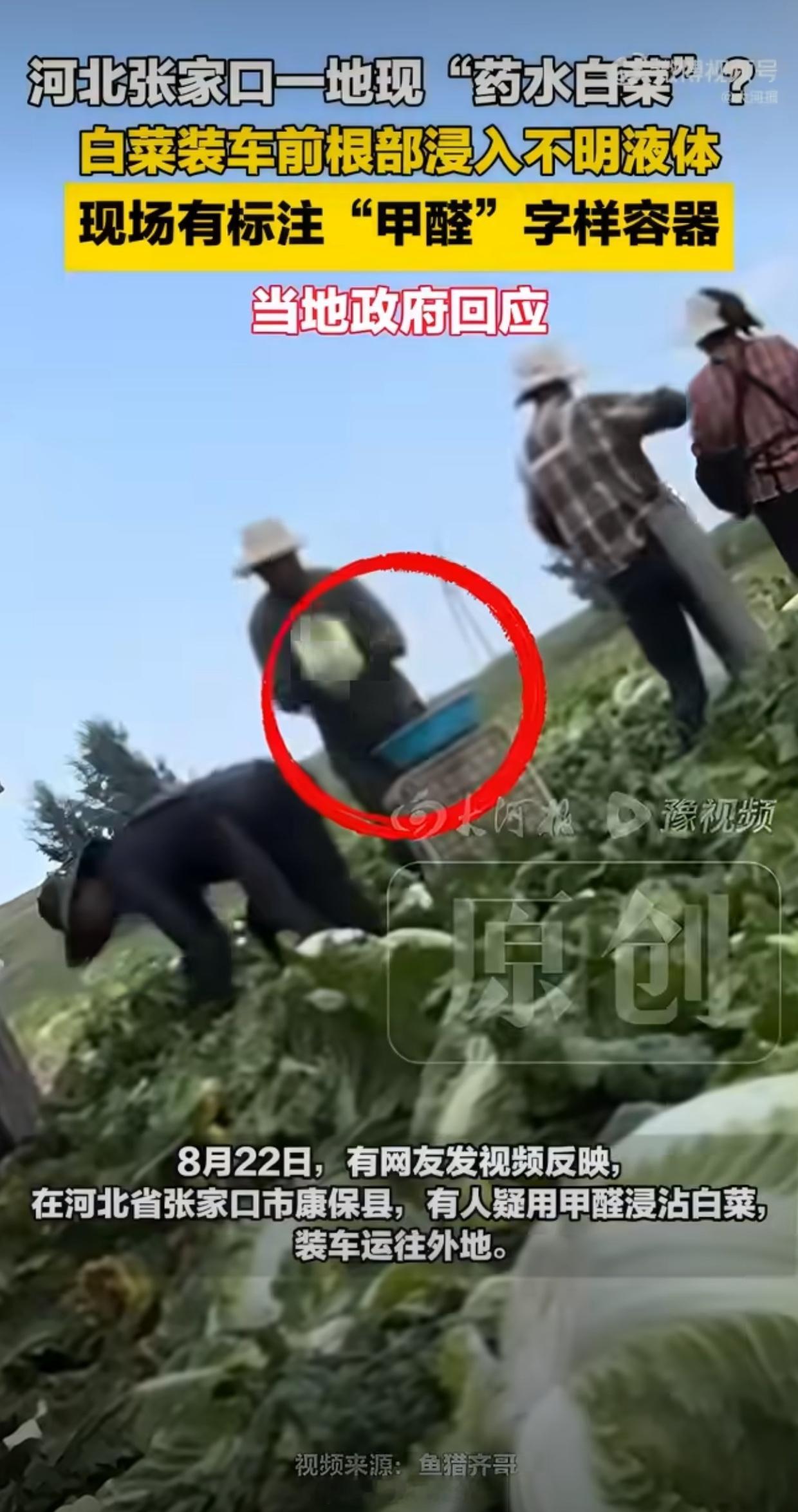 河北一地被曝甲醛泡白菜 河北康保县白菜装车前被曝蘸甲醛保鲜，官方通报属实，涉事人