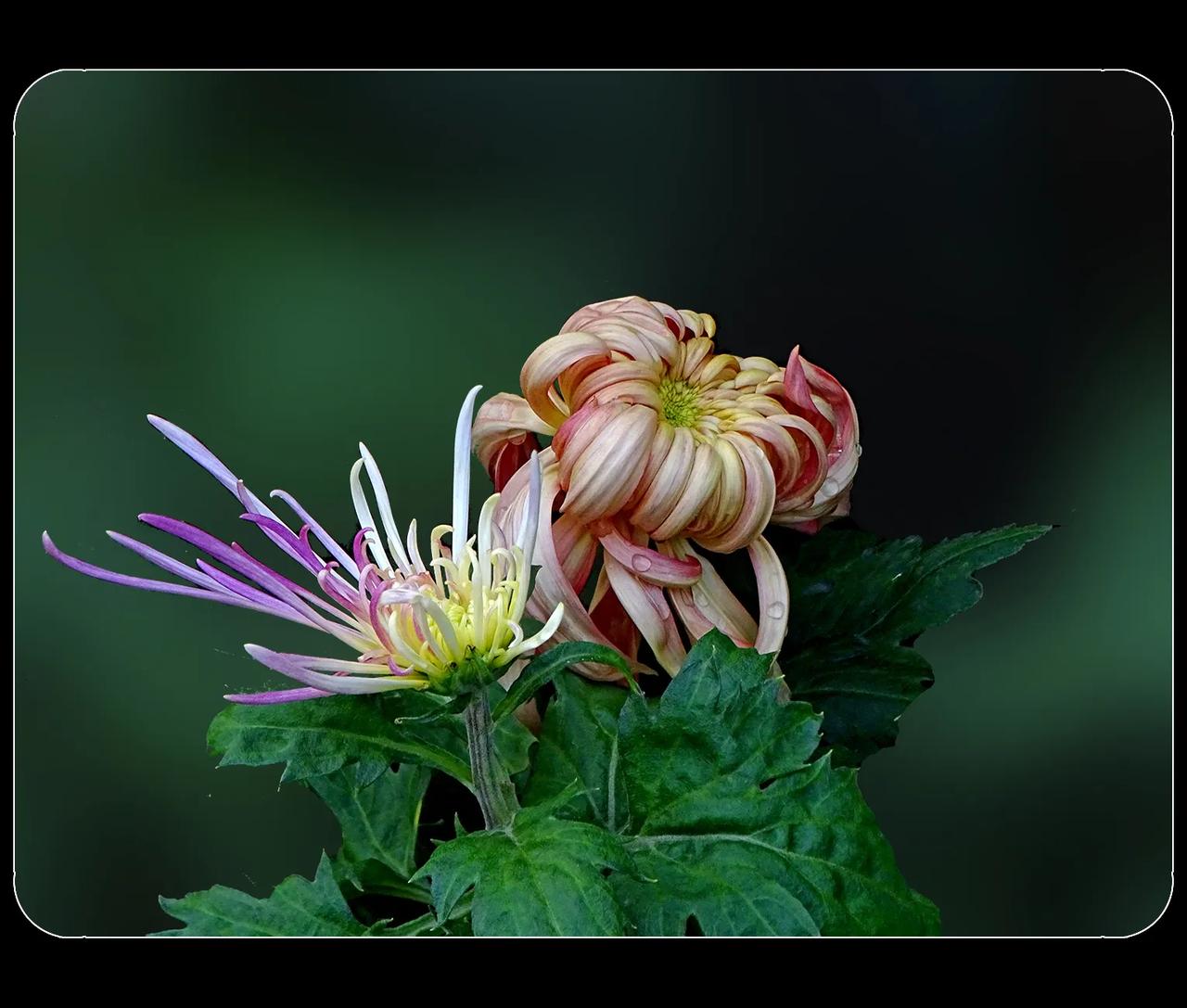 《菊韵》
说秋菊，那韵味真是独特。
秋菊不与春花争艳，绽放于秋冬之际，却自带傲霜