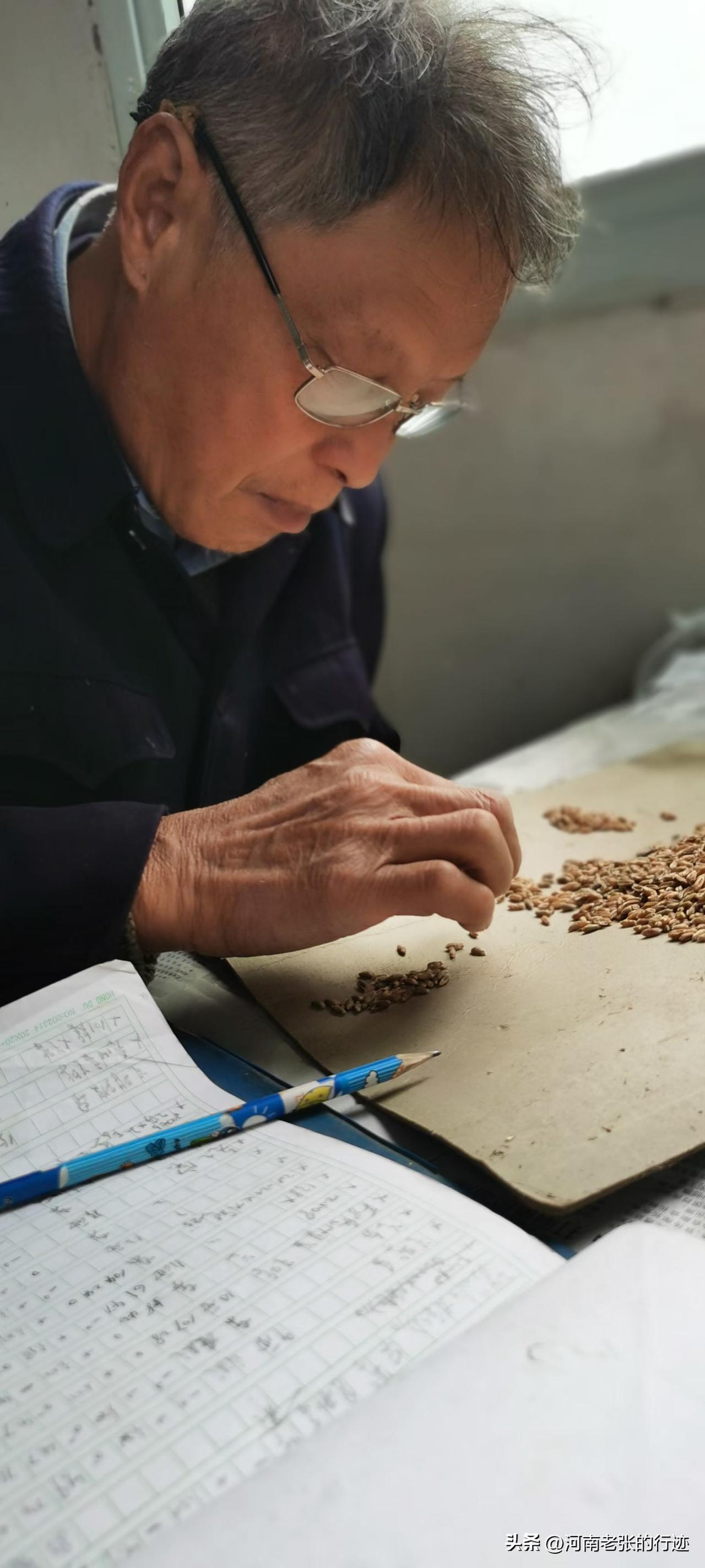 我的大舅哥，几十年如一日，潜心培育彩色小麦新品种，袁隆平式农业科学家。
