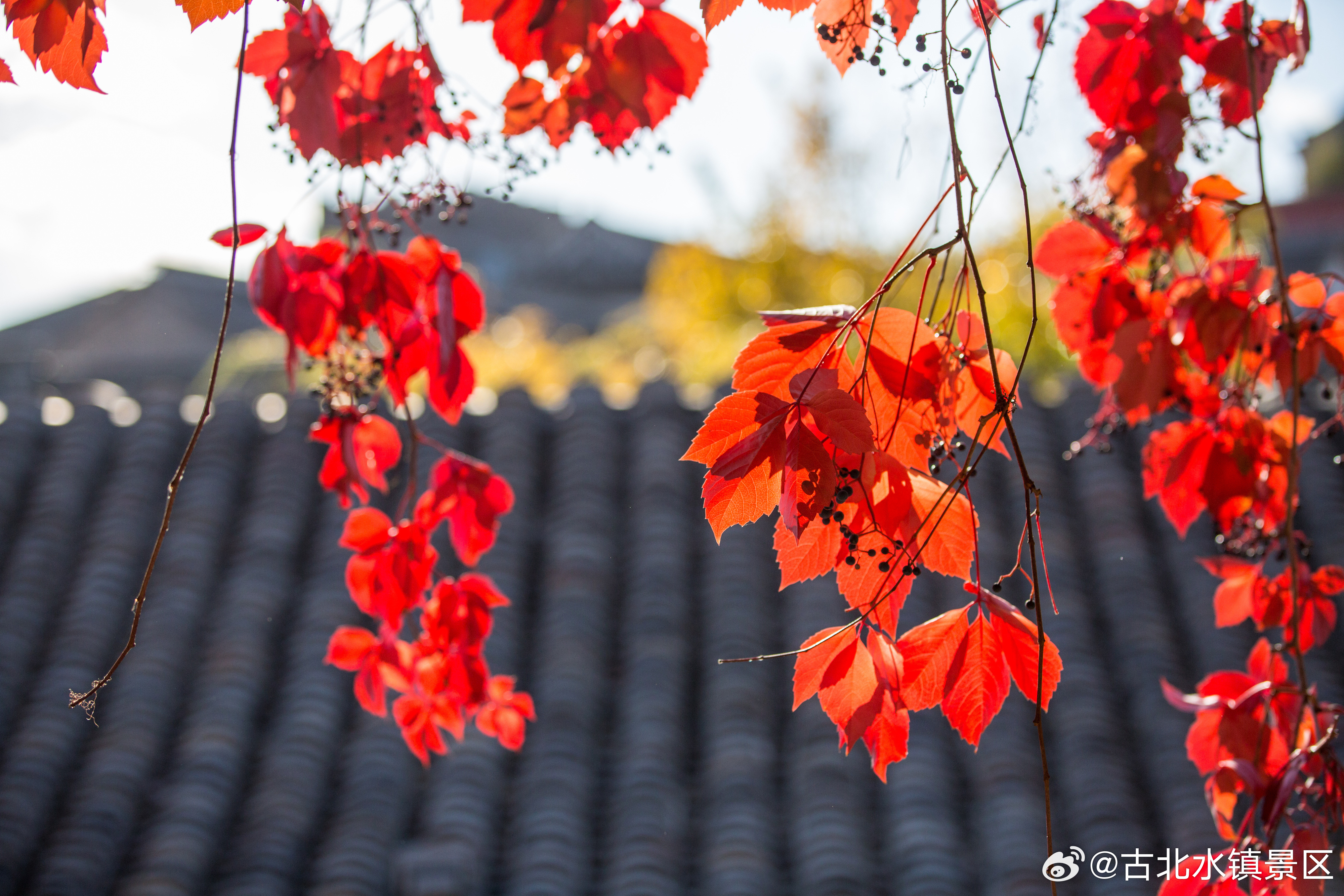 日出映山巅，微风拂水面;这一刻的宁静，恰似秋天最温柔的问候。早安,宝子们~#古北