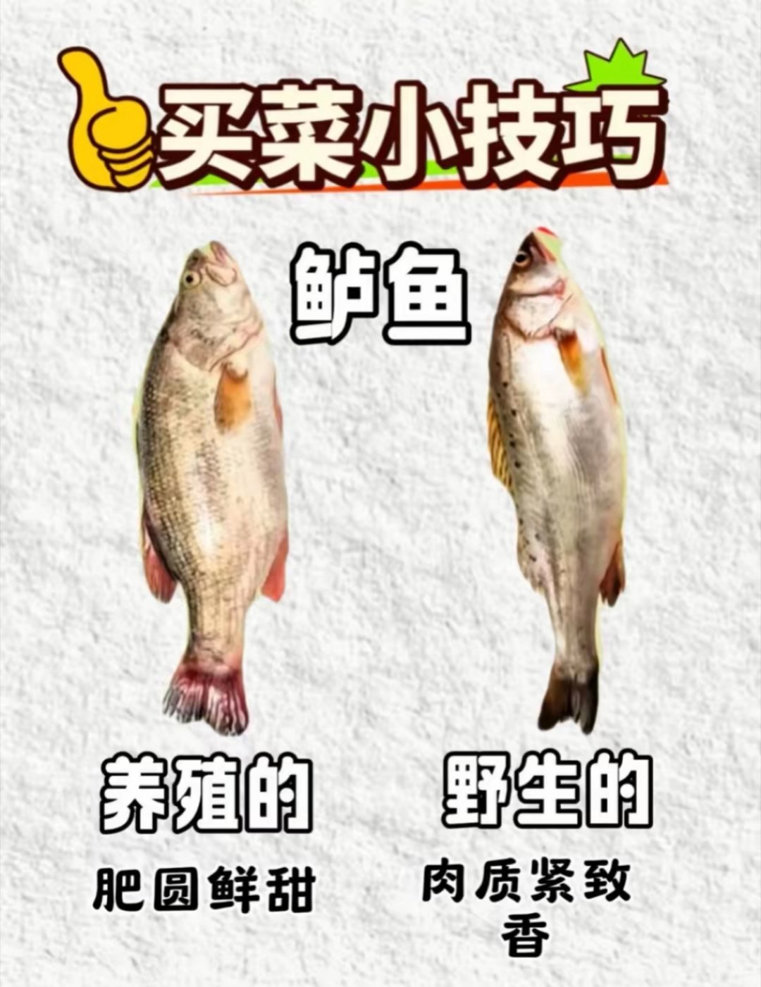 🐟今天学了个挑鲈鱼的小窍门，分享给爱吃鱼的朋友：👉 养殖鲈鱼：体型偏肥圆，肉