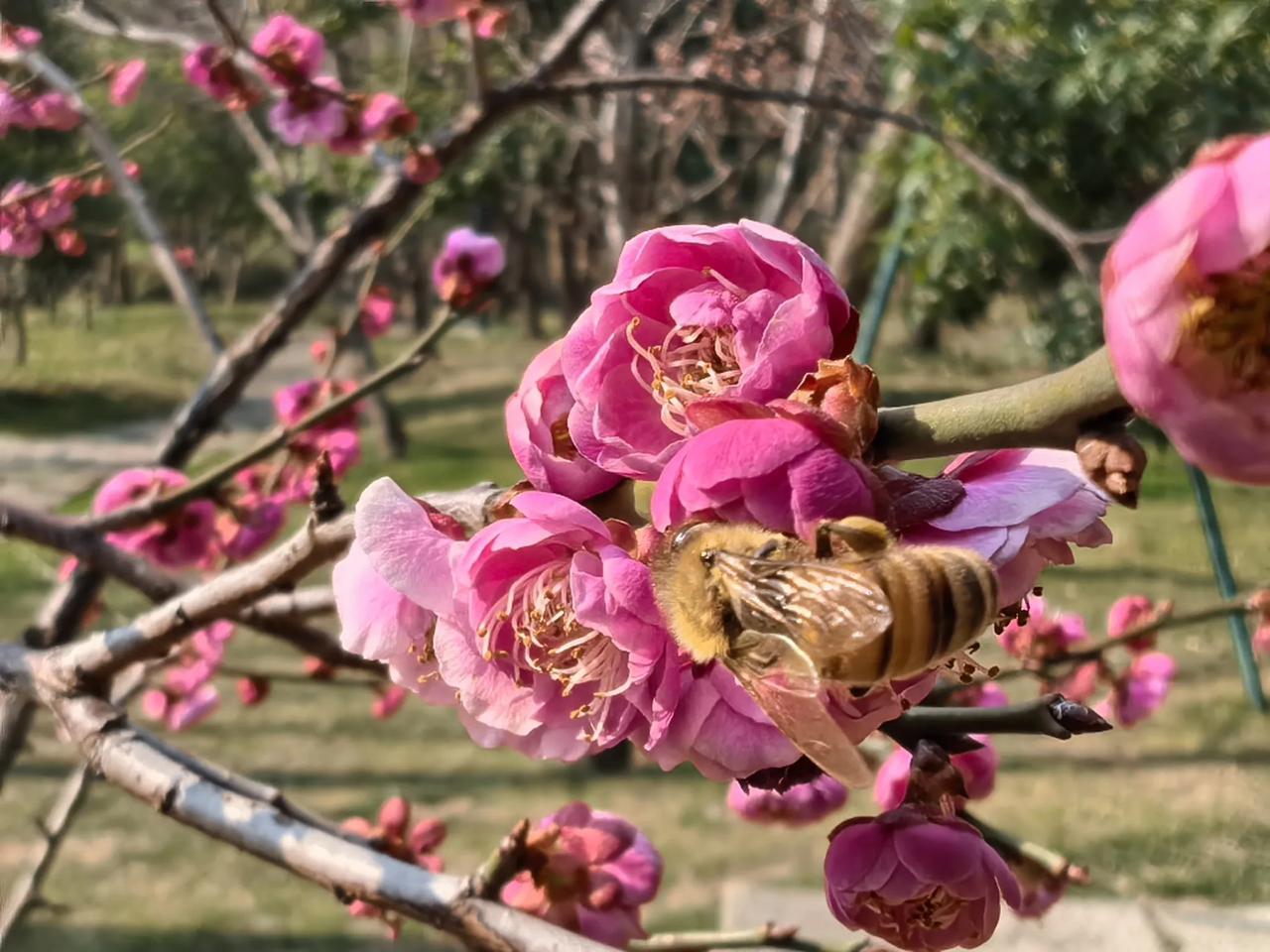 春来到，恣意闹花蕊。