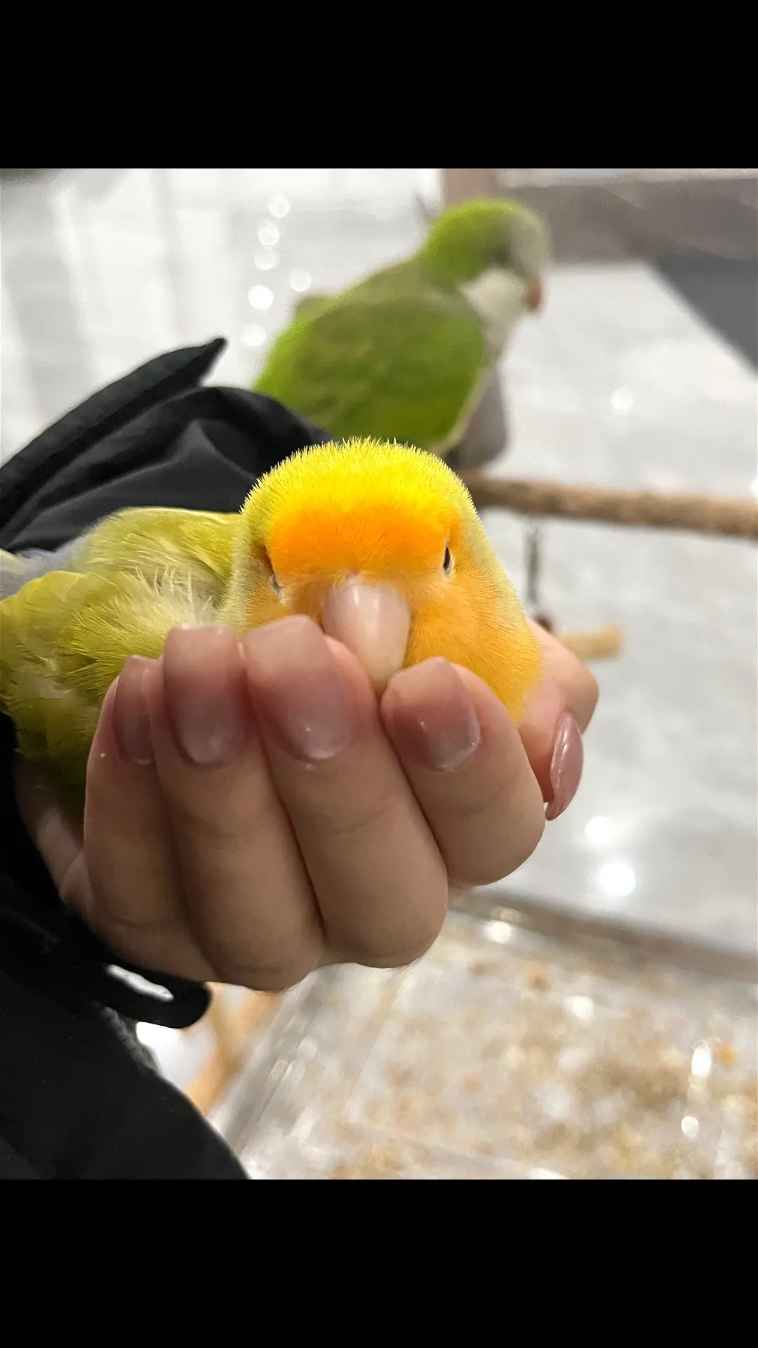 小鸟吻上来了