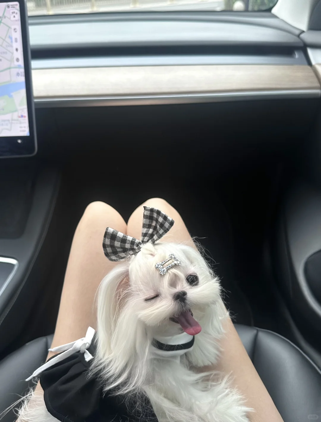 马尔济斯｜哇！对会wink的小狗没有抵抗力！