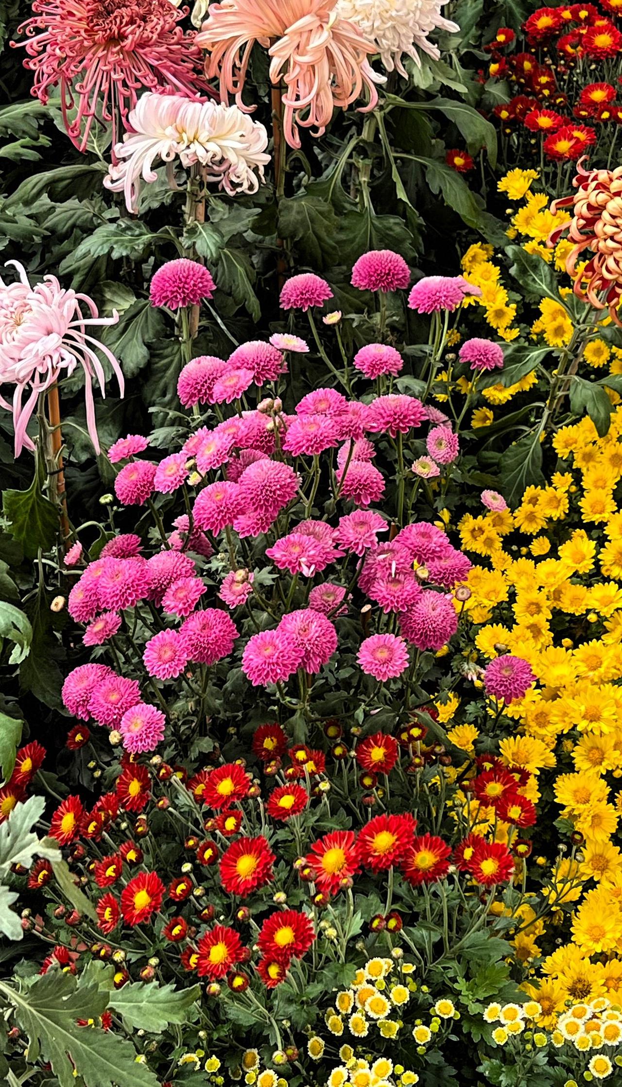 随拍公园小菊花