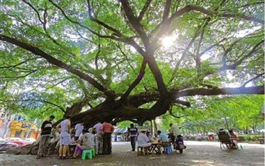 广西一公园由于一棵大树根系太浅，突然倒下，造成3死4伤！这起事件，让人心里难受。