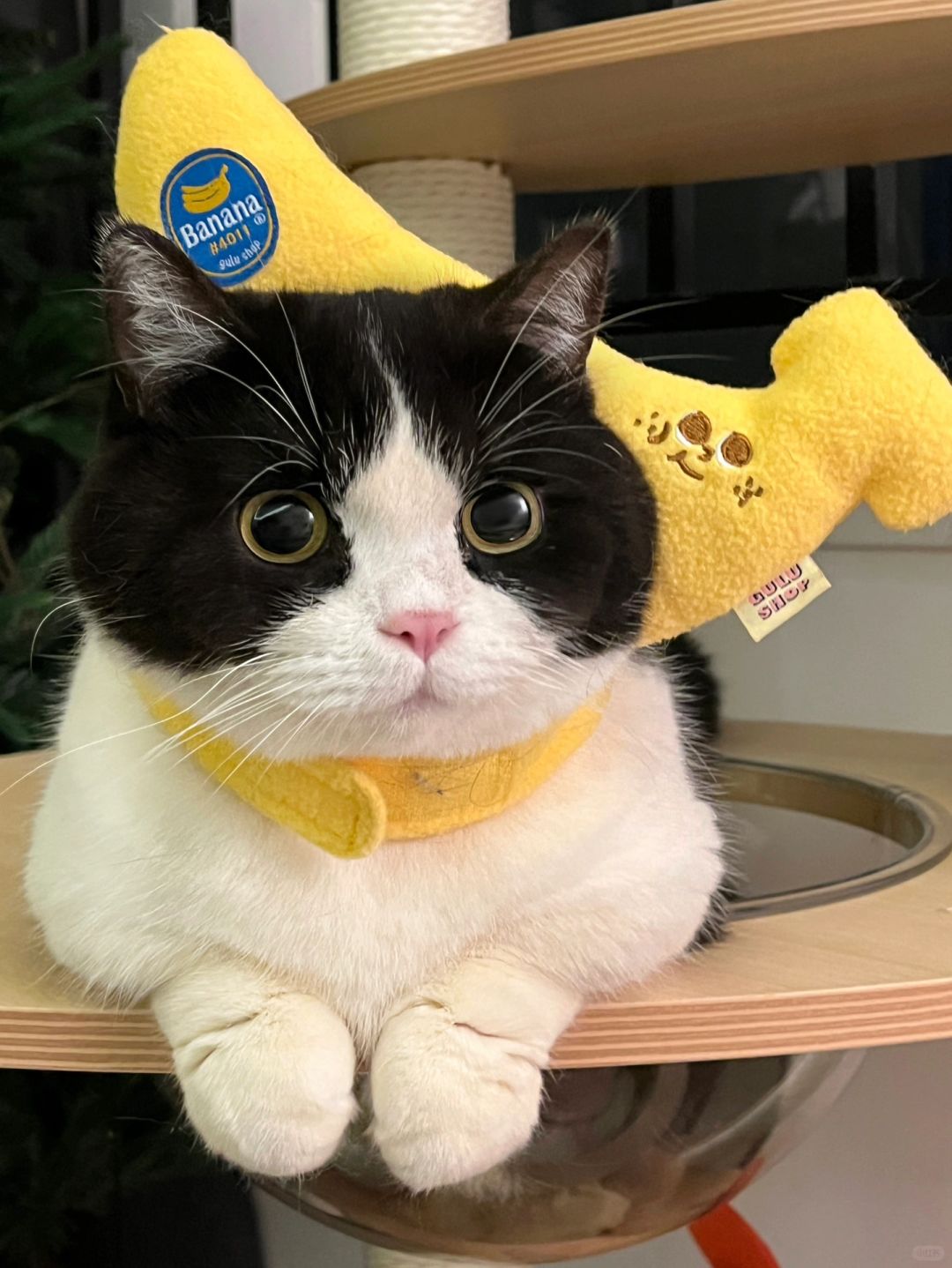 世界上不可以没有奶牛猫