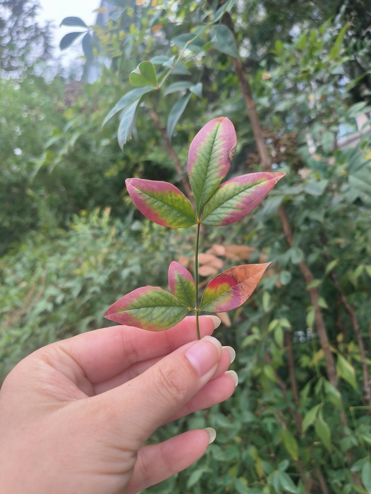 是我鼻子出问题了吗
坐标郑州
连着几天
半夜我上阳台
都感觉空气里面
有一种胡了