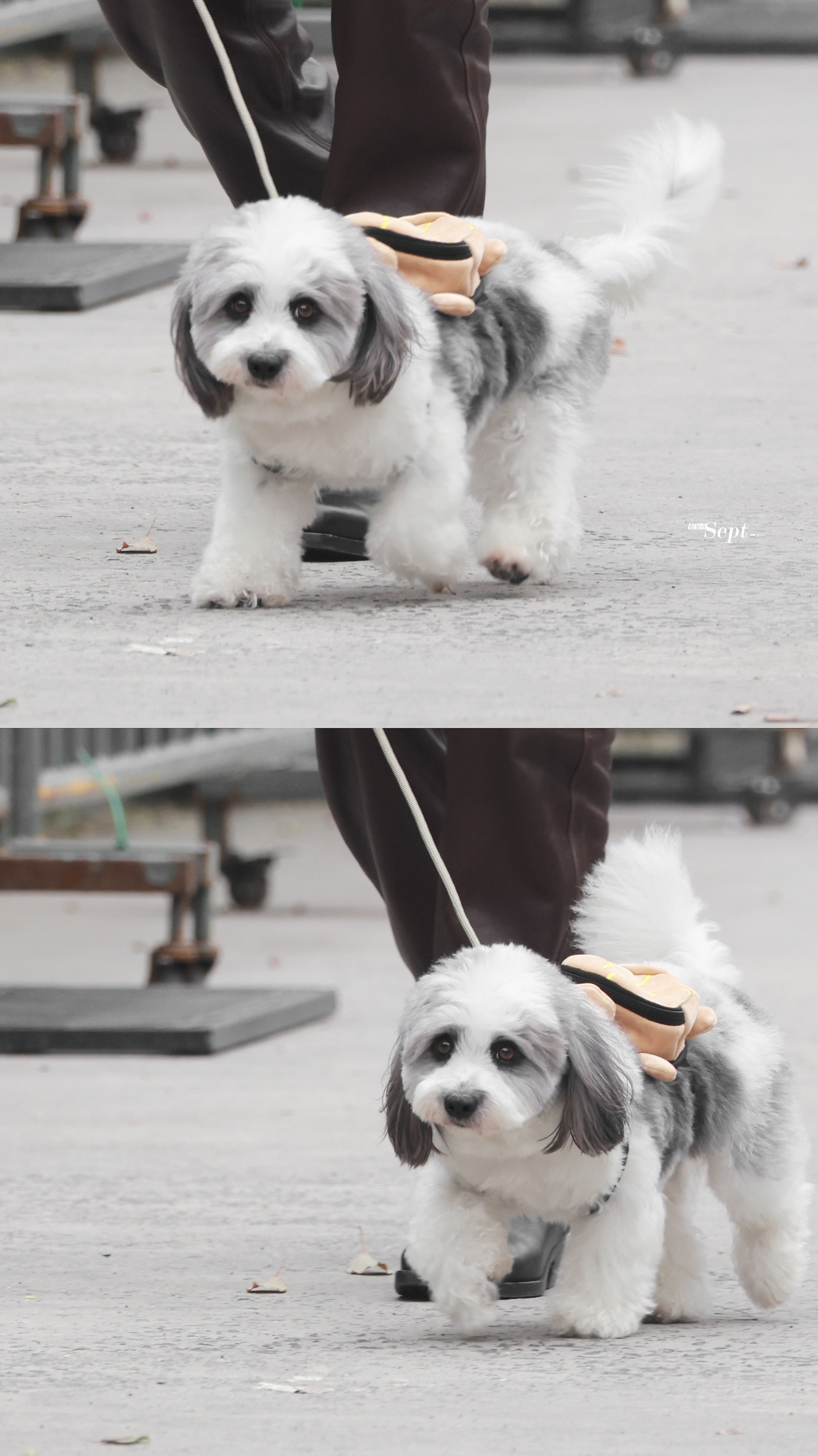 九毛狂喜真嘟太萌了！！！ 