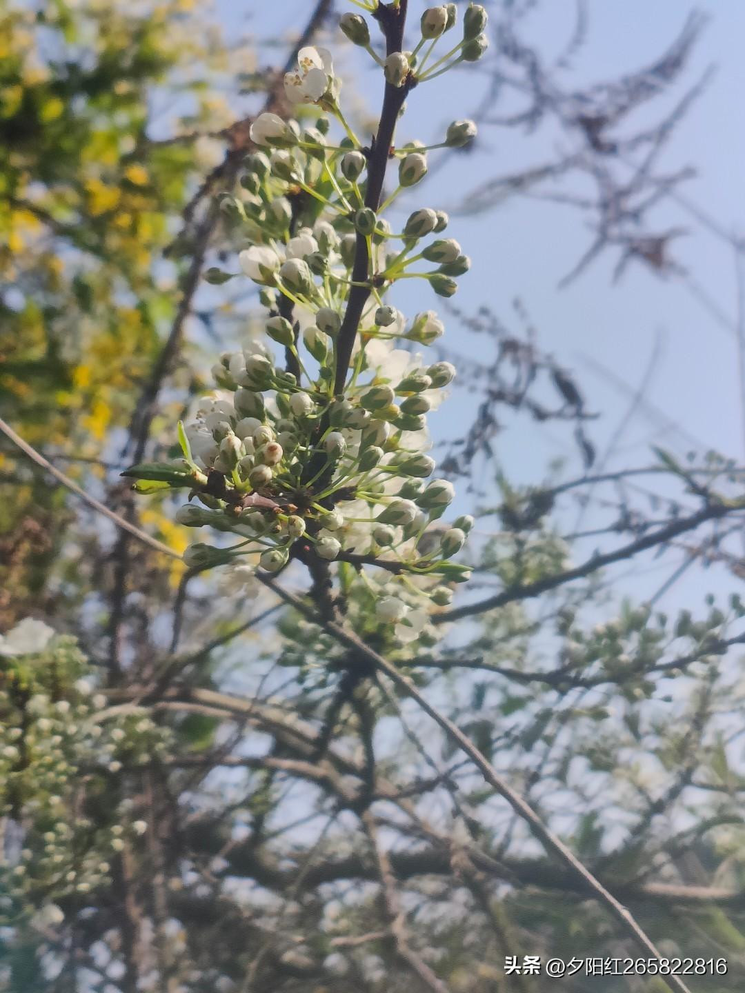 上联:冬寒枯叶落
下联:春暖新芽生