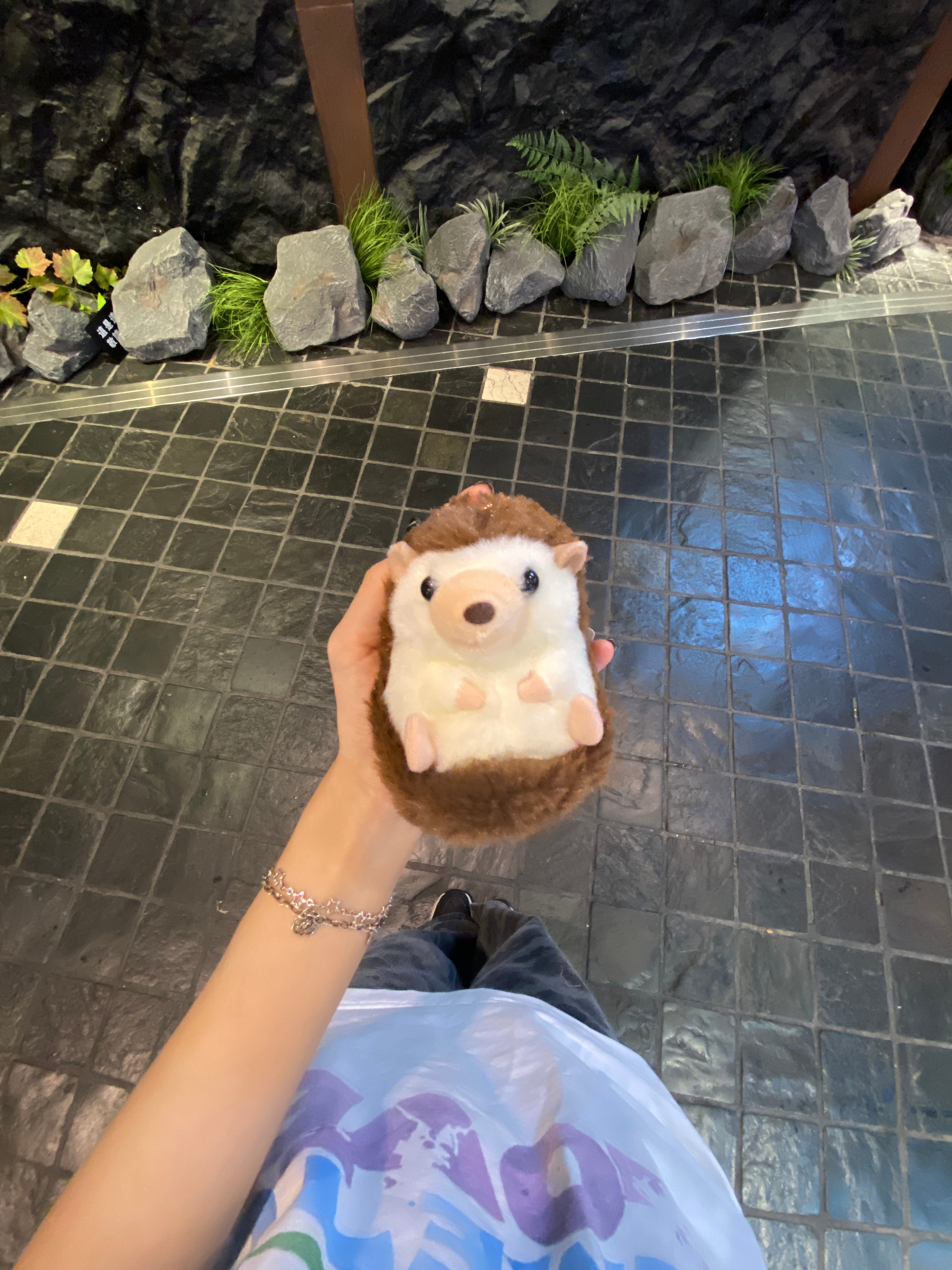 买了一只王琳凯回家！ 