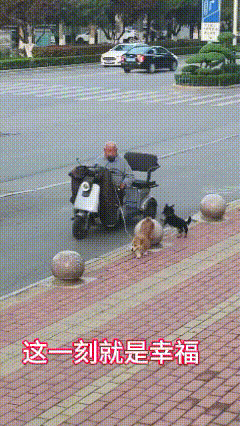 不经意的瞬间，才是幸福！


可爱的爷爷，可爱的狗狗！
做爷爷的狗狗超级快乐！