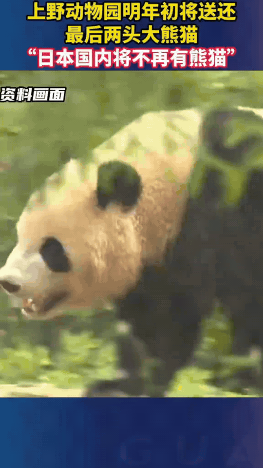 日本将不再拥有中国的大熊猫！

因为他们不知道珍惜两国人民的情谊，所以他们不配拥