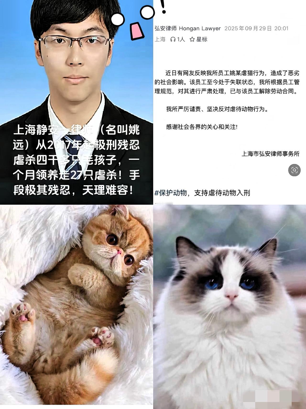地狱空荡荡，

恶魔在人间！

一个手握法律知识的律师，竟然成了虐杀四千多只猫咪