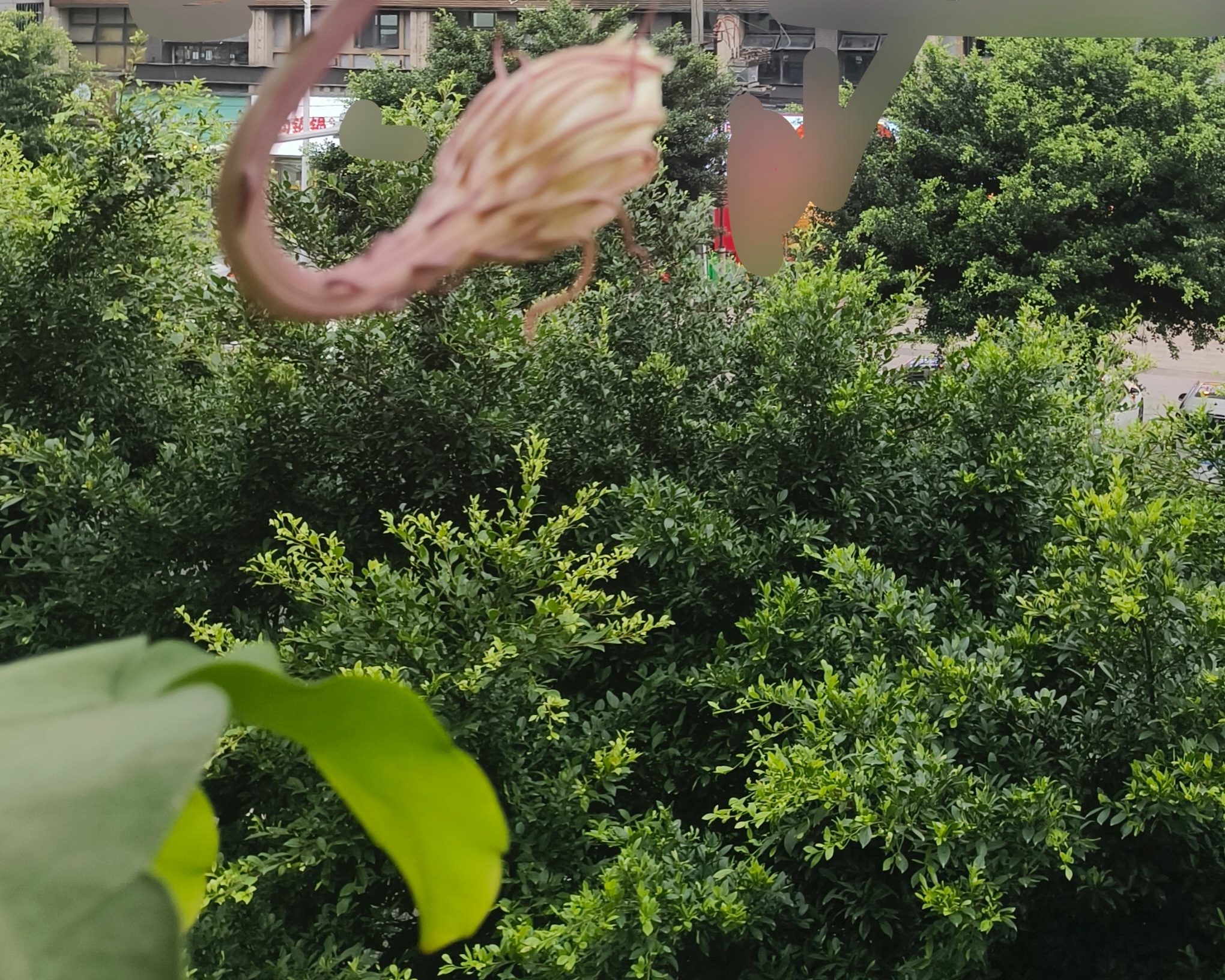 果然，我们颖颖出现它就开了，这两朵等颖颖睡醒就开了(◍＞◡＜◍) 