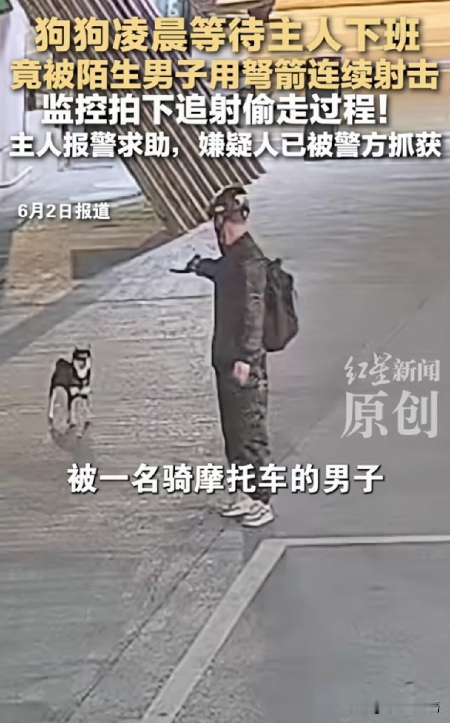 实在没想到，偷狗贼的装备已经升级到这种地步！我不查不知道，一查吓一跳：射倒黑皮的