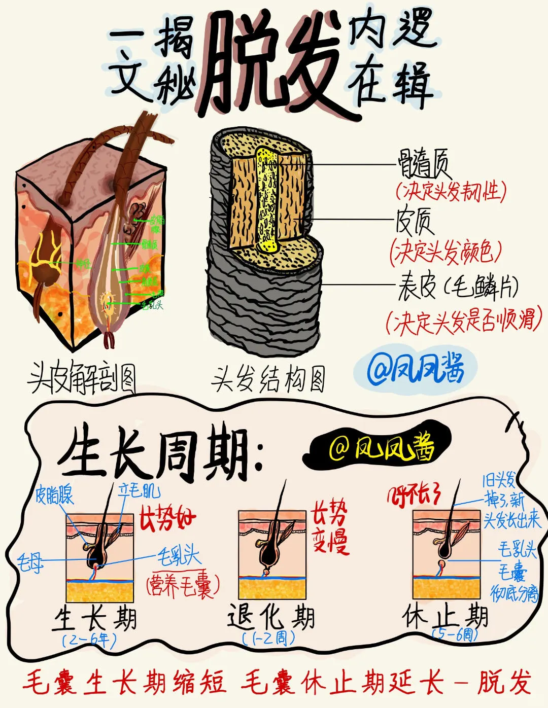 🔥 30s 掌握脱发内在逻辑 建议点赞收藏