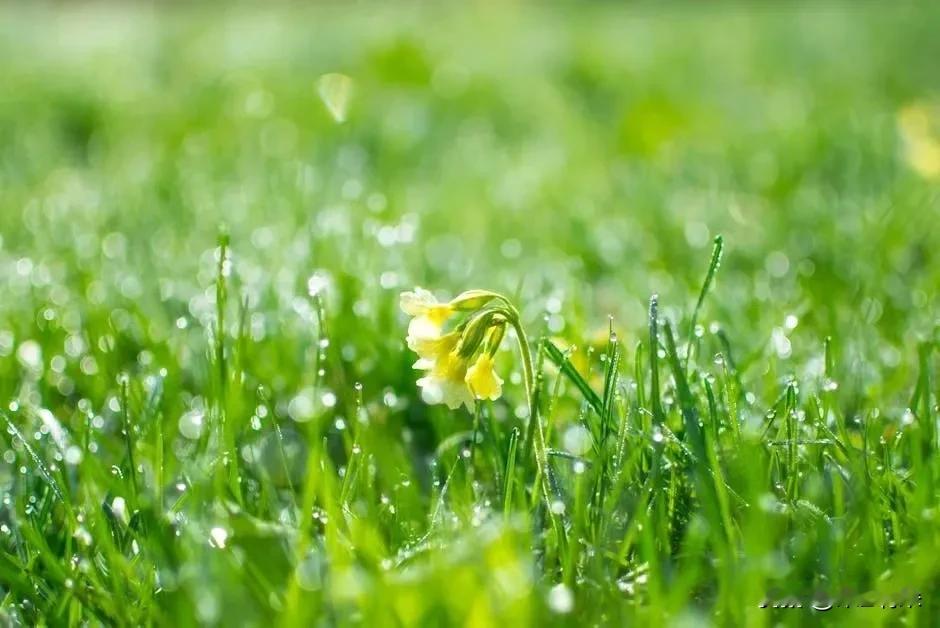 春风化雨，万物苏生
春雨贵如油，今天上班不要被雨淋哦！