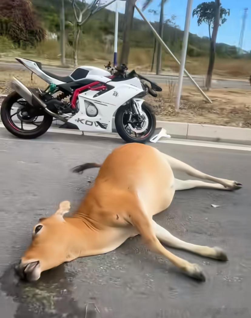 感觉牛比车贵，这些真的完犊子了 