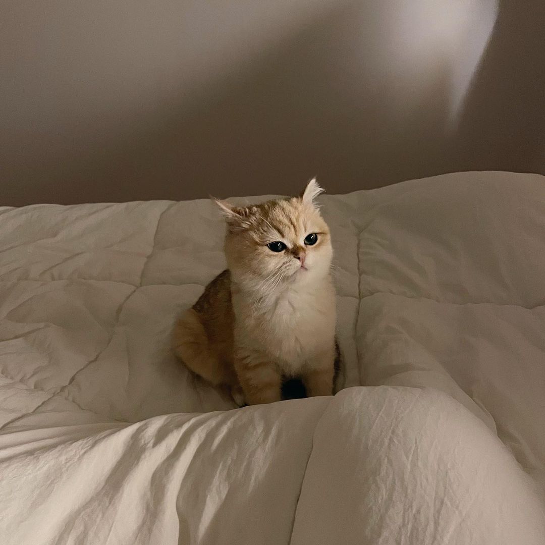 梦游中՞⸝⸝'ᜊ'⸝⸝՞