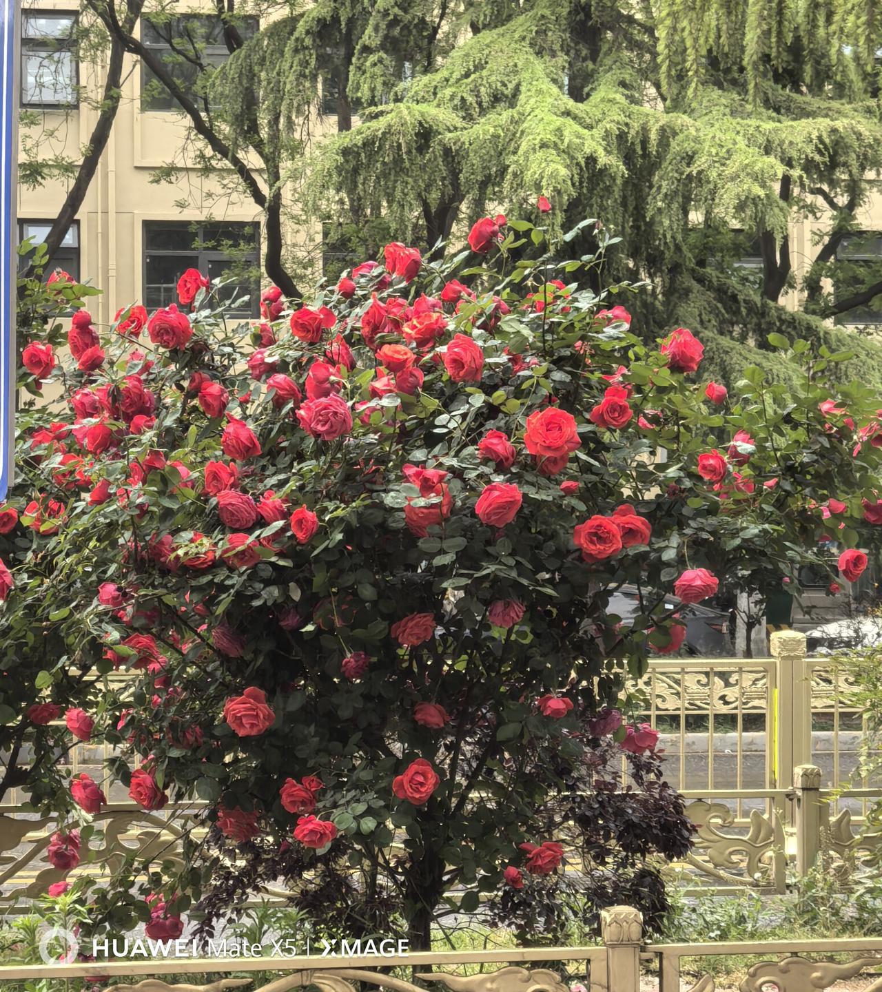 发一张你相册最近拍的花欣赏也是健康快乐