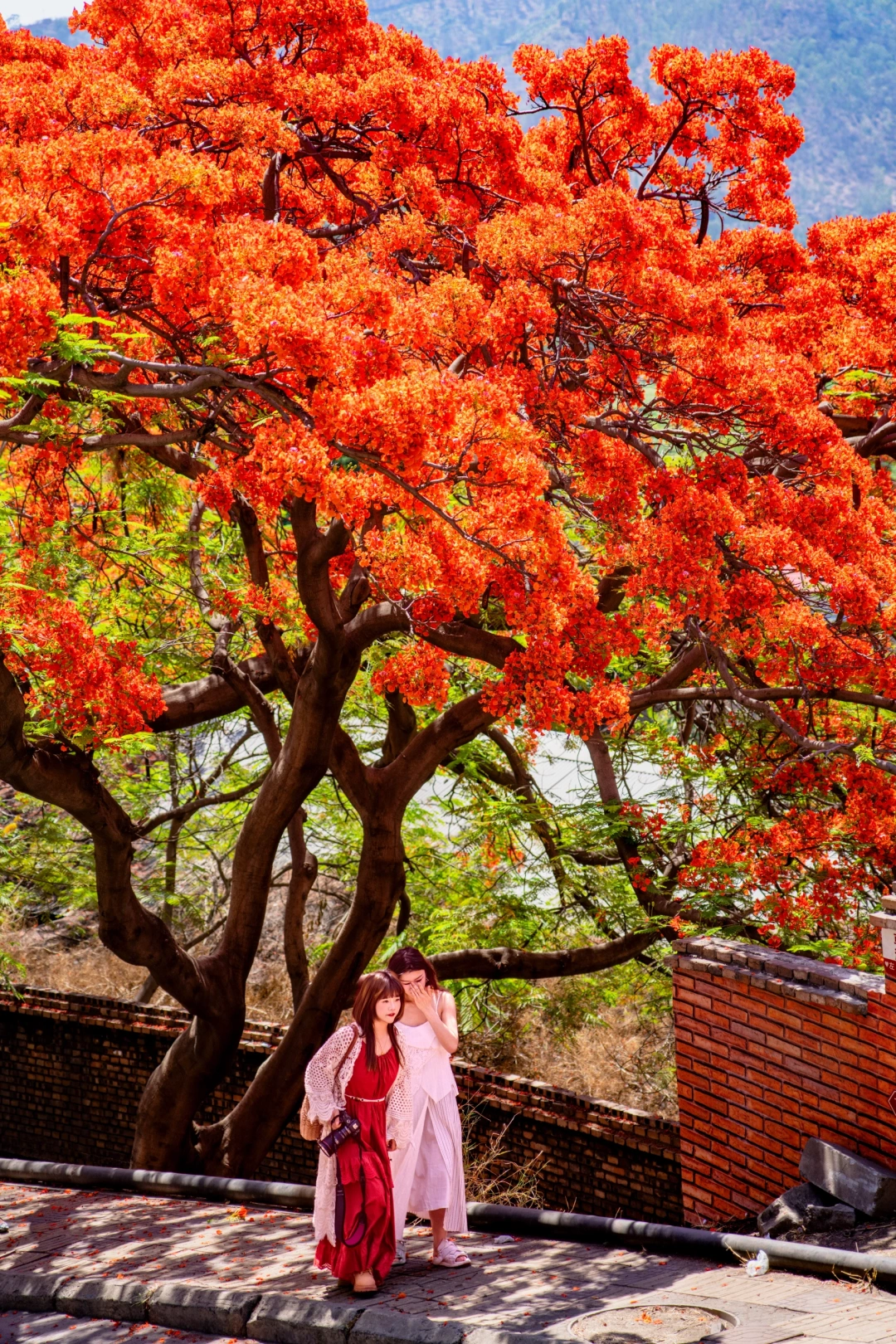 为了这一棵树，专门去了一趟攀枝花