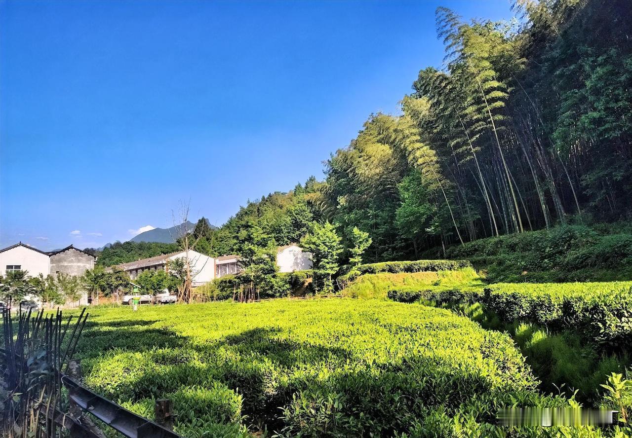 翠茵满地长。