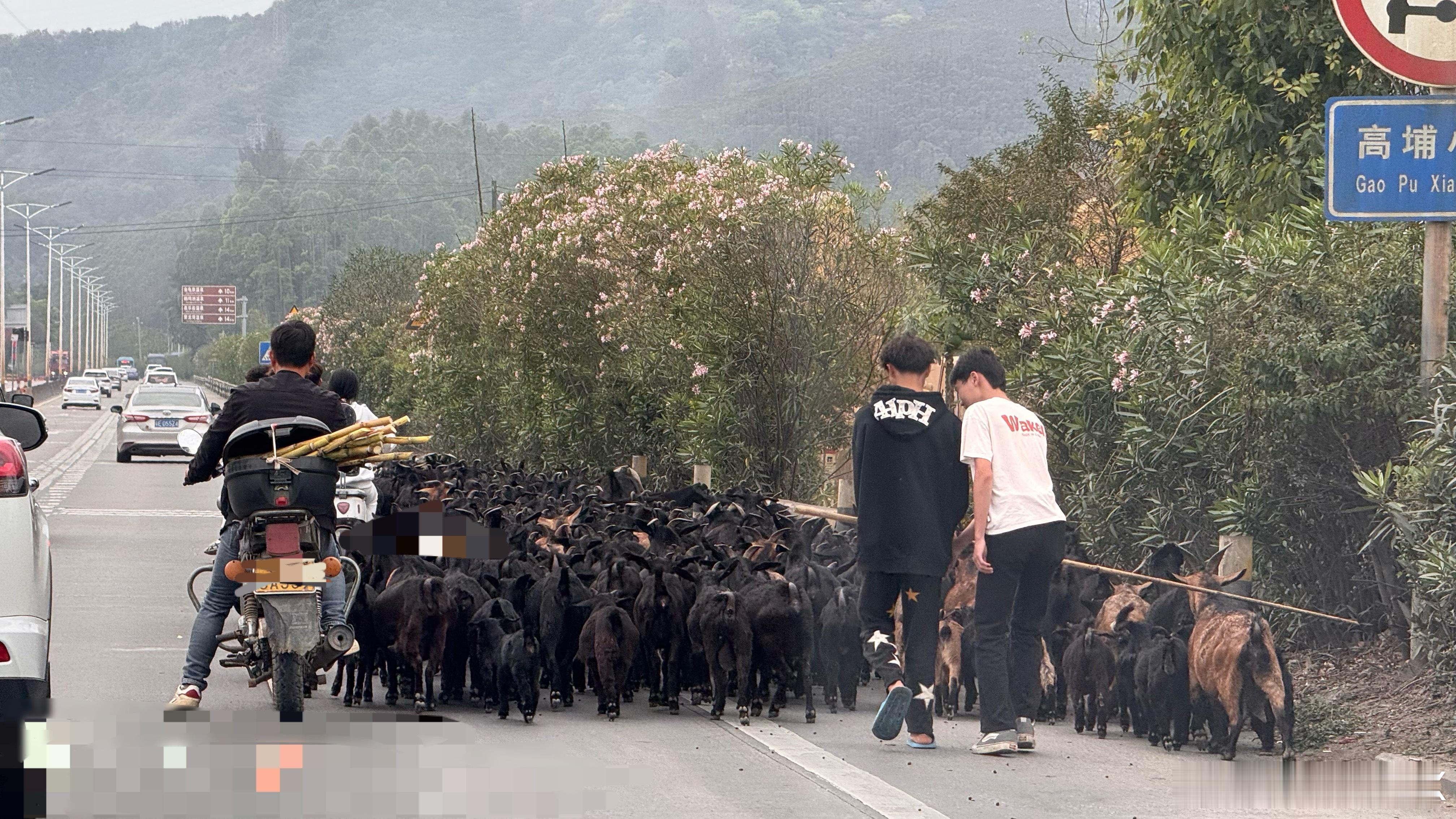 刚绕国道回广州本来都很顺畅的突然就堵住了…直到堵车的尽头前，我发现地面很多黑珍珠