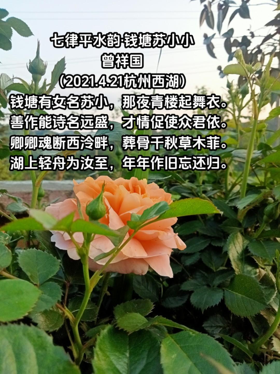 #再美的花朵盛开过就调落 #总有一朵花属于你的春天 #花开忘忧 #从今往后见花如