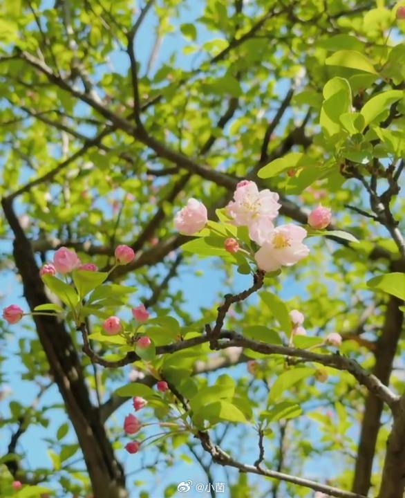 小菌 早朋友们，春风似布洛芬，治愈所有疲惫！风轻柔，阳光暖，花开枝绿，春天带着全