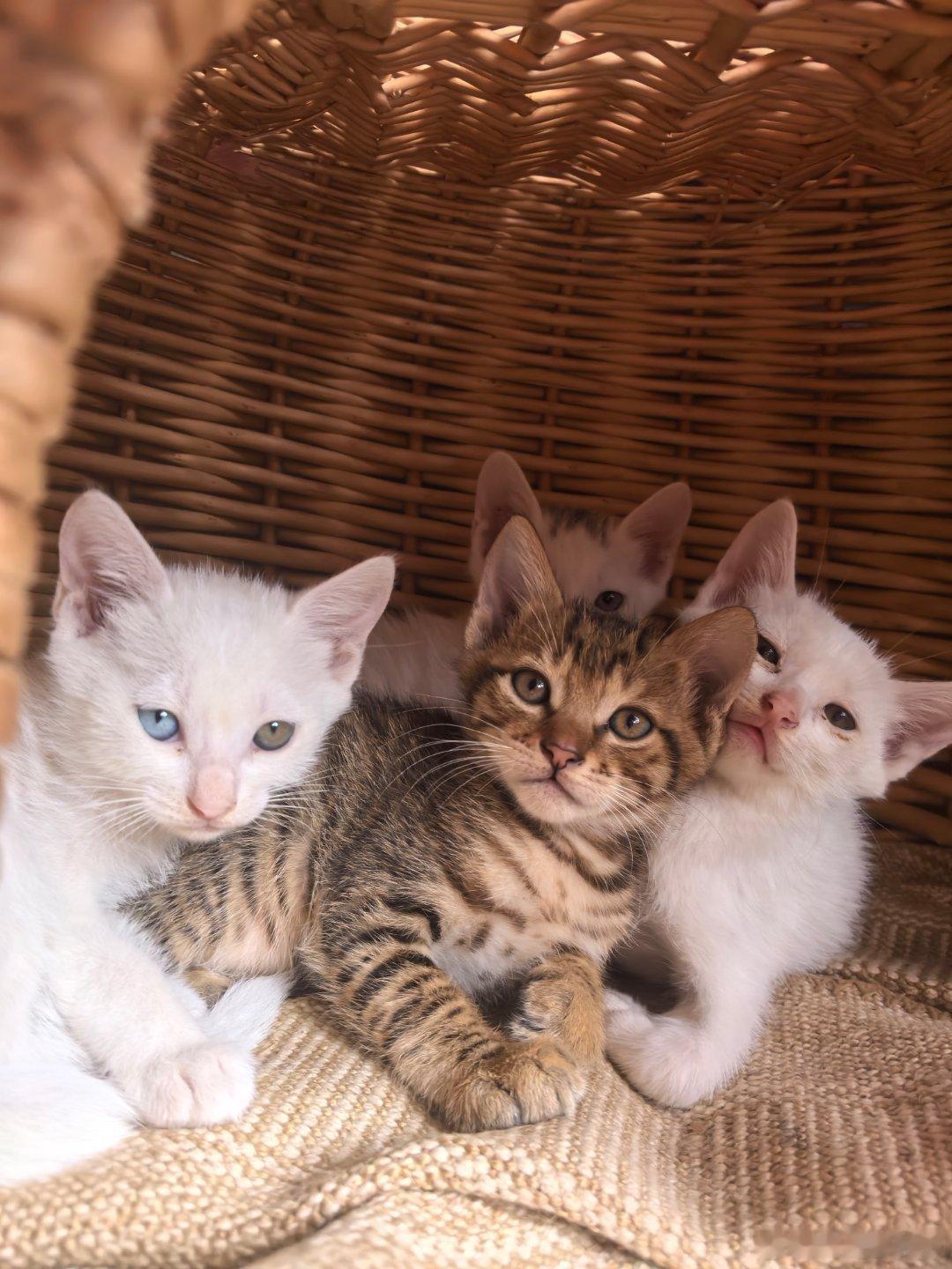 最近忙 有个把月没有去师父那里走走了 结果居然填了新成员 我忍不住了 必须去撸一