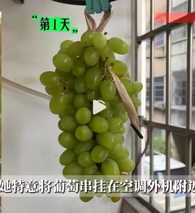 2025年9月，浙江金华，一女子从外面购买了很多吐鲁番葡萄，因为太多了吃不完，女