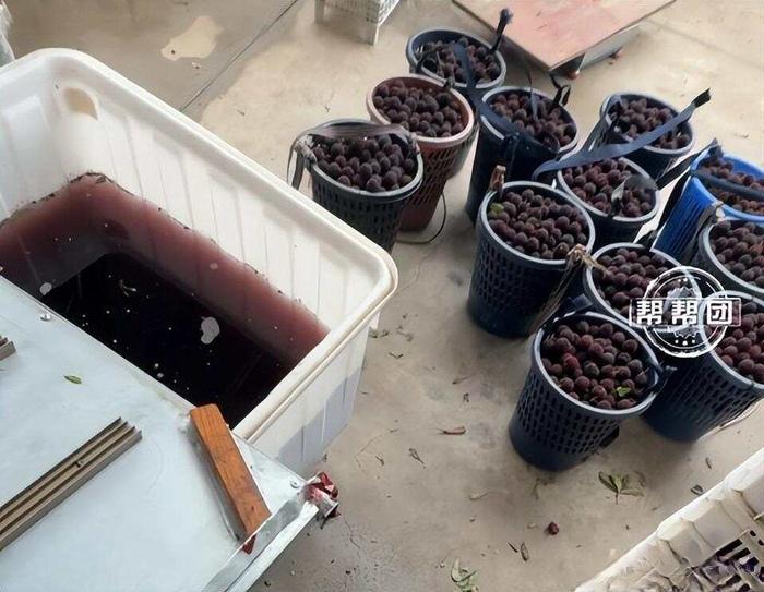 漳州杨梅泡“药水”，商贩自己都不敢吃！

记者暗访福建漳州龙海区，发现多个批发点
