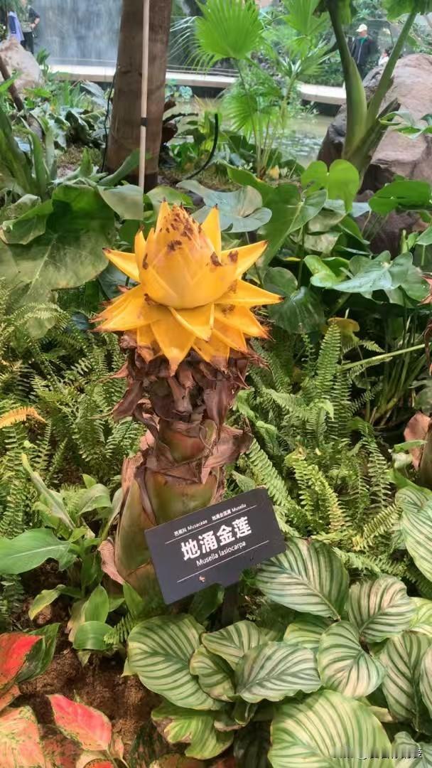 地涌金莲简直美进了我的心坎里！它是中国特有的属种，在中国云南、福建等地均有栽培。