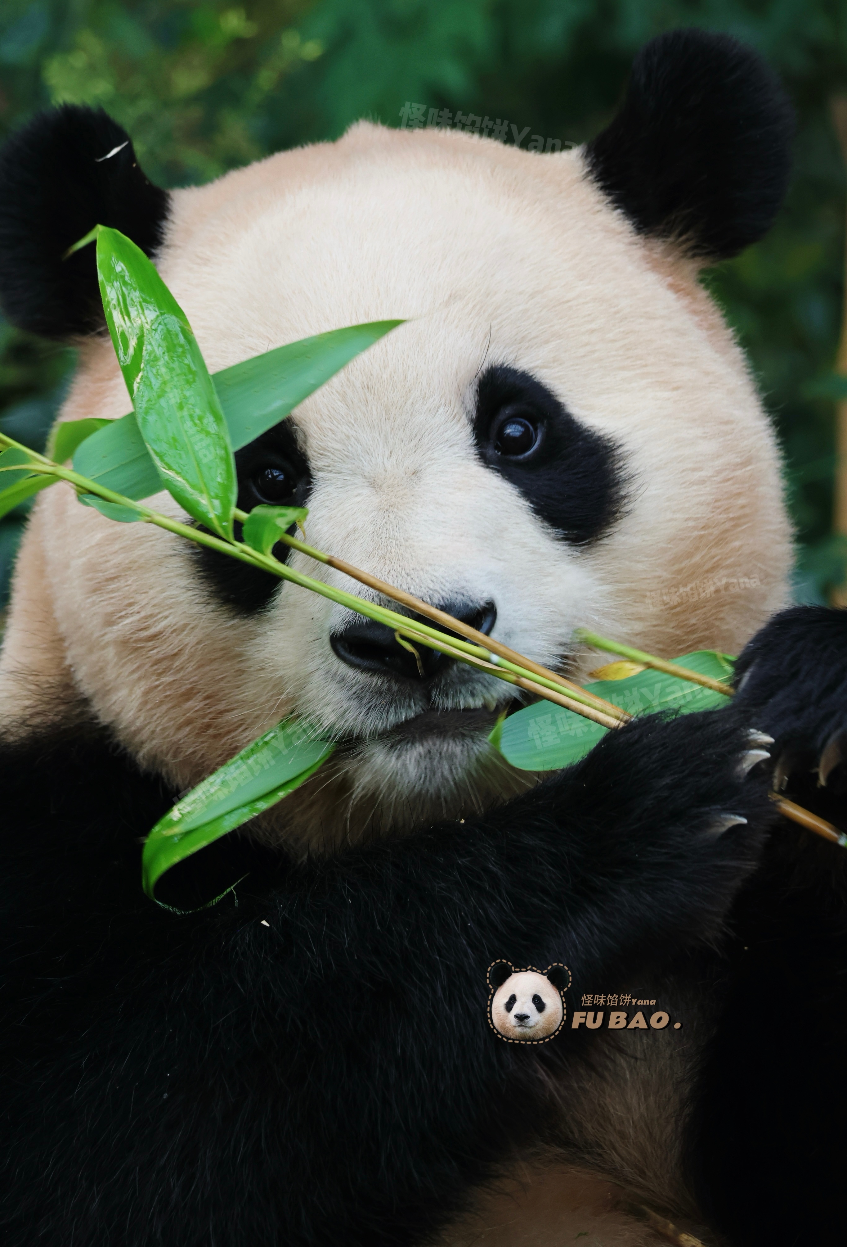 大熊猫福宝 📷：23.0721本黑摄影师为福公主拍摄的封面，希望殿下满意 ✅搬