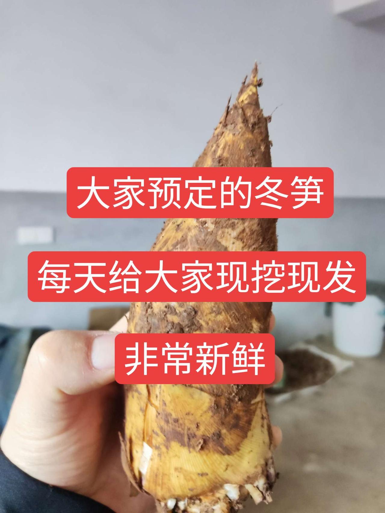 大家预定的冬笋，每天给大家现挖现发，要的和我说冬笋来了 大山里的味道 纯天然绿色