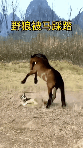 野马发起脾气来谁也不好使～